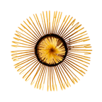 Bamboo Matcha Whisk | Shin Chasen | 80 Prong