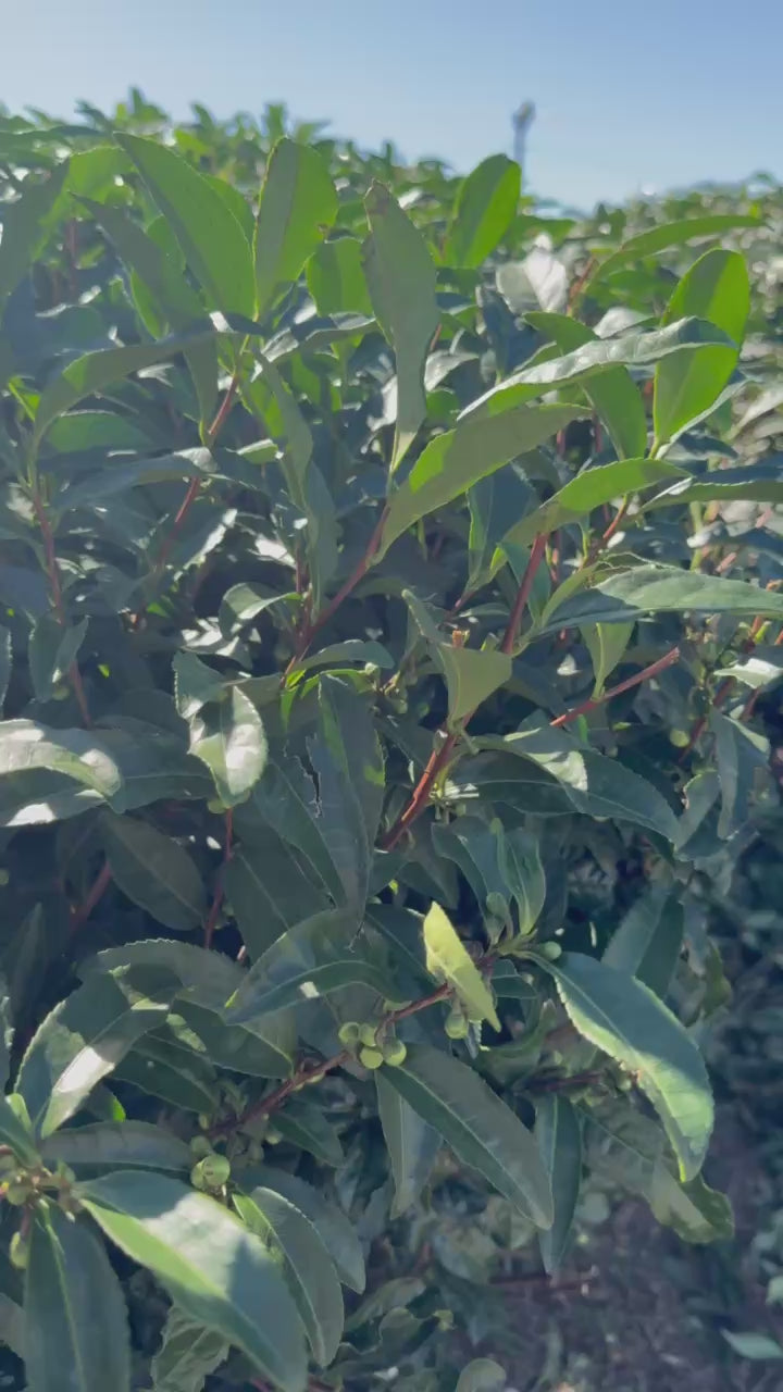 Yame Master Blend Matcha